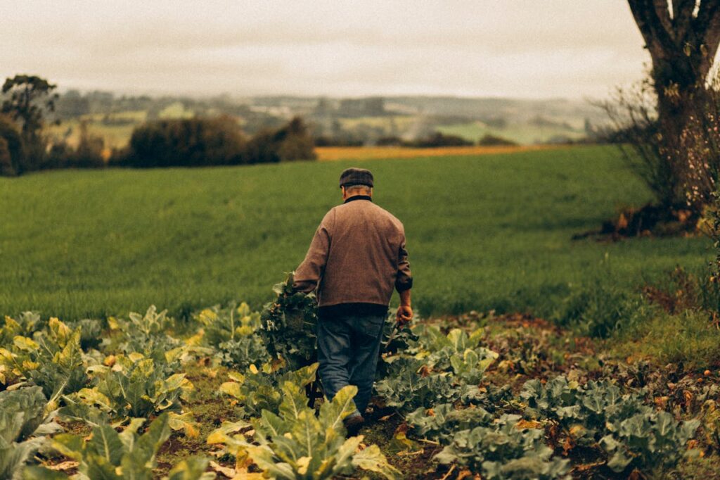 An elderly farmer walks between rows of vegetable crops in a vibrant green field, set against an autumn backdrop.