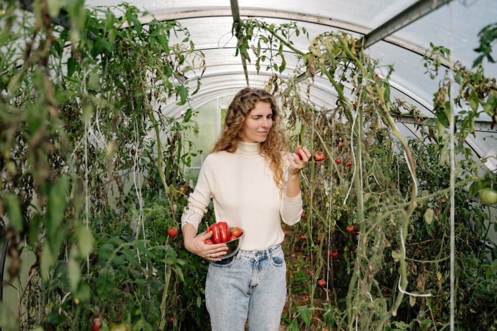 Caucasian woman picking ripe red bell peppers in a greenhouse during harvest season.